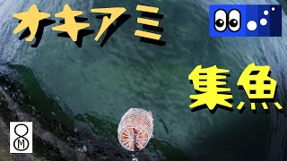 オキアミを餌カゴに入れて海底に沈めてみた　★解説ブログあり