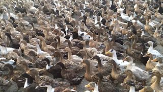 बत्तख झुंड में कैसे चलती है  रोड पर | How do ducks move in herds