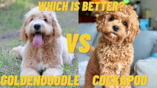 Goldendoodle vs Cockapoo - Which Dog Breed is Better