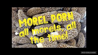 🔥MOREL MUSHROOMS🔥100’s of MORELS edition. Highlights 2022. All morels, all the time. #morelhunting