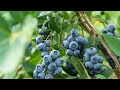 Blueberry picking and eating and the Blueberry farm in Tasmania - the life of fruit pickers