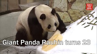 Giant Panda Rauhin turns 23