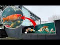 65,000 Gallon Koi Pond **Expensive Koi**