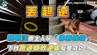 【聰明汪跟主人玩「你丟我撿」 下秒跑過頭放遠處反整成功！】｜IG/ juno_dogscovery｜網友/馬婉珊(FB / 肉絲炒麵去哪裡?)