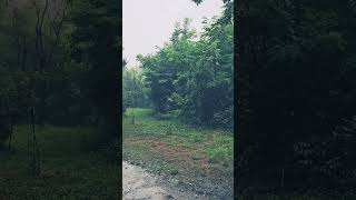 숲속의 평화로운 비 ASMR - 숲속에서 들려오는 비의 소리로 마음의 안정을 찾아보세요. #nature #asmr #rain #travel #relax #peace #빗소리