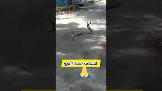 നാഗ പഞ്ചമി 🙏🙏🙏#shortvideo #shorts