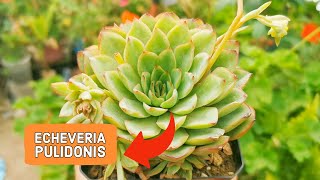 Echeveria Pulidonis | CUIDADOS BÁSICOS | Cómo cuidar la ECHEVERIA PULIDONIS 🪴 lo que necesitas saber