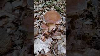 Mushrooms 🍂🍃 #mushroom #autumn #forest #boletus #baravykai #ruduo #grybai