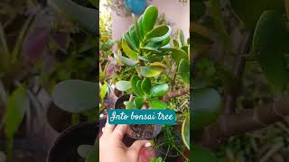 Nature#ibgarden #succulent#jadeplantintobonsaijadetree