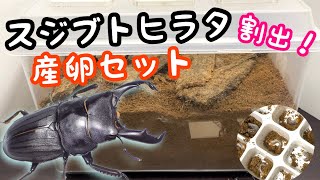 奄美のスジブトヒラタ 産卵セット割出してみた【クワガタ飼育】