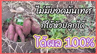 ไม่มียอดมันเทศ ใช้หัวปลูกขยายพันธุ์ต่อได้ | AT Style