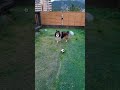 モーリスの⚽キャッチ