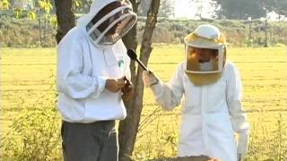 Armstrong Local Programming: Around The Town - Bee Keeping