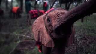 Gift of Life - Adopt an orphan this Christmas | Sheldrick Trust