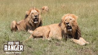 Stunning Lions In the Morning Sun | Lalashe Maasai Mara Safari