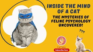 29 Inside the Mind of a Cat - The Mysteries of Feline Psychology Uncovered!