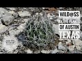 Texas Madrone, Suburban Car Slums, & Cool Native Plants of Austin, Texas