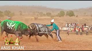 tadvi tiger ki takkar नागझीरी