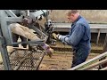 cow hoof trimming and mega machines farming 2024 cow comfort cow hoof problems dairy cows