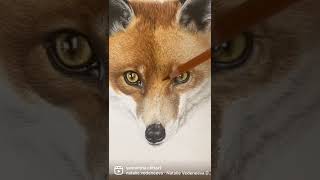 Fox drawing in coloured pencils | Samantha Clift Art