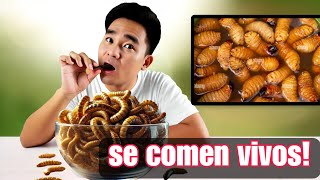 ¡Gusano Suri: Lo más repugnante que podrías comer vivo! 😱🐛