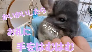 カイカイのお礼にはむはむしてくれるチンチラ。ブランコ乗ってて可愛い！cute chinchilla 친칠라