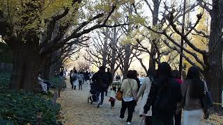 紅葉の街歩き　神宮外苑いちょう並木　2021/12/4 84