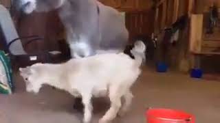 Funny Goat and Donkey food fight