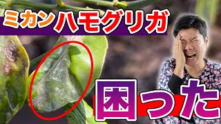 【意外と知らない】ミカンにつくハモグリガの駆除や消毒、有効薬剤について【庭師が解説】