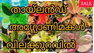 തായ്‌ലൻഡ് വെറൈറ്റി അഗ്ലോണിമകൾ ഇതിലും വില കുറവിൽ ഒരിടത്തും കിട്ടില്ല  # wats  app-8075526920