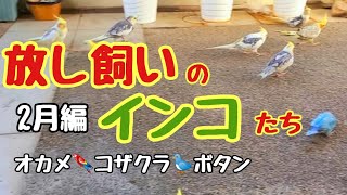 放し飼いのインコたち2月編です🐦今日も皆んな元気で〜す❣