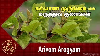 கல்யாண முருங்கையின் மருத்துவ பயன்கள் | Arivom Arogyam | 19/03/2018