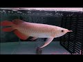 ปลามังกรแดง​สวยงาม​ ร้าน yong​ arowana ​🐟ep.5