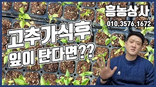 고추모종 가식 후 잎이 타는 이유는? feat. 406구 가식묘가 좋은 이유