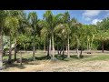 foxtail palms farm the tree planters central florida s premier tree installer for 50 years.