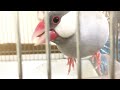 足を上手に使って大好物を食べる文鳥よもぎ