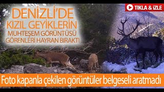 Denizli’de Kızıl geyiklerin muhteşem görüntüsü görenleri hayran bıraktı