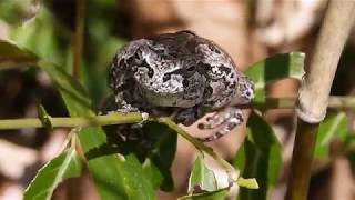 冬眠から覚めて動き出した？ニホンアマガエル Hyla japonica