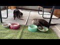 変わったごはんの食べ方するカワウソコタローを見て真似するハナ　two otters with different table manners