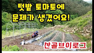 내가 심은 토마토가 이상해요^^ 토마토가 크지를 않아요! 산골의 일상~