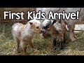 First Kid Goats of the Year Arrive! - Petunia's Twins