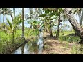 Rekor baru detik detik sensasi tarikan belut sawah segede gaban yang berukuran besar #eelfishing