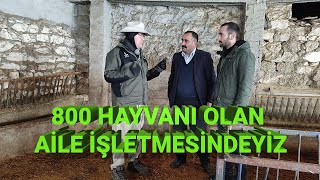 800 Başlı Aile İşletmesinde 1 Gün! - Küçükbaş Dünyası