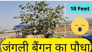 जंगली बैंगन का पौधा | 10 feet Height 😳 | Grafting | ग्राफ्टेड बैंगन | ग्राफ्टर टमाटर ग्राफ्टिंग खेती