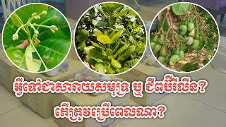 សារាយសមុទ្រជាអ្វី? ត្រូវប្រើពេលណា?(0976817123/093632018)#anime #new #travel #nature #cow #angkor