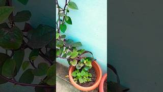 Malabar spinach leaves 🌿🍃🌱 #shorts #youtubeshorts #shortvideos #trending #nature #viral