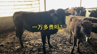 两兄弟去山上买头跑山种牛，这种牛能杀出肉来吗？#农村养牛