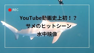 【衝撃】水中映像撮影中にヤバイのヒットした‼️