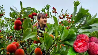 Harvest Bayberry ( Delicious Fruit On A Hot Summer Day ) - Gardening - Daily life | Ly Thi Ly