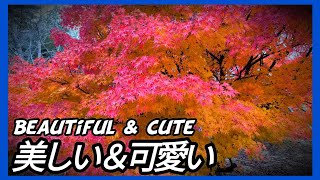 綺麗な紅葉と可愛い猫達【野良猫 地域猫】Beautiful autumn leaves and cute cats [Stray cat]